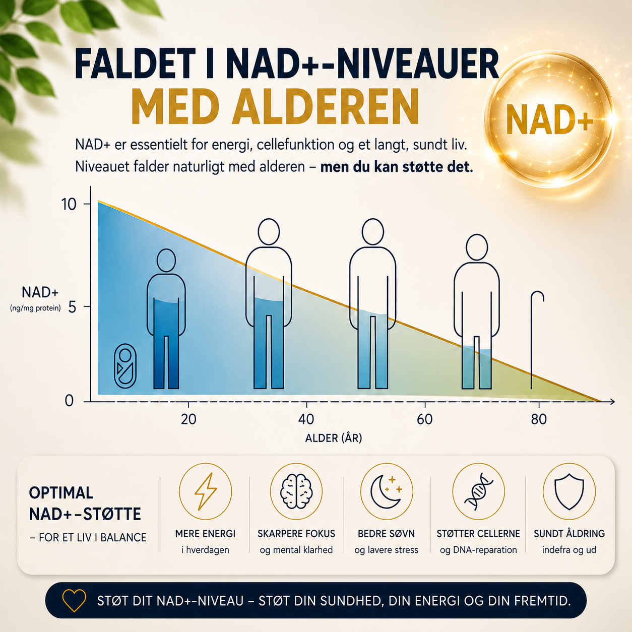 Graf over NAD+-niveauer med alderen